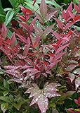 Photo Southern Living Plant Collection Obsession Nandina (2.5 Quart) Multicolor Evergreen Shrub with Brilliant Red New Foliage - Full Sun to Part Shade Live Outdoor Plant, best price $21.50, bestseller 2024