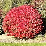 Photo Pixies Gardens Burning Bush Plant Live Shrub | Blue-Green Colored Leaves | Summer Turns Into Fiery Red Autumn Landscape (1 Gallon Bare-Root), best price $36.99, bestseller 2024