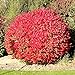 Pixies Gardens Burning Bush Plant Live Shrub | Blue-Green Colored Leaves | Summer Turns Into Fiery Red Autumn Landscape (1 Gallon Bare-Root) new 2024