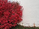 Photo Greenwood Nursery / Live Shrub Plants (Large Selection Inside) - Dwarf Burning Bushes - [Qty: 5 Bare Root Plants], best price $36.99 ($7.40 / Count), bestseller 2024