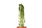 foto PIANTE GRASSE VERE RARE Lophocereus Schotti V.Maior Mostruoso in vaso coltivazione 16cm Produzione viggiano Cactus Succulente, miglior prezzo EUR 100,00, bestseller 2024