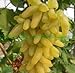 Pinkdose bonsai Uva rara 30 pz/pacco Piante da cortile, frutta deliziosa, dito d'oro Uva Decorazione da giardino Fiore bonsai: 14 nuovo 2024