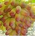 Pinkdose Piante da cortile bonsai, frutta deliziosa -, uva d'oro 30 pezzi/confezione: 2 nuovo 2024