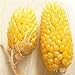 Plantree Fd950 Ananas semi di mais Heirloom semi di ortaggi biologici Popcorn Non-Gm 10Pc A nuovo 2024