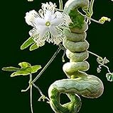 foto Vista Semi di zucca a serpente lunghi come frutti di serpente e verdure a circa 1,5 m Semi di zucca stagioni facili fagioli di serpente commestibili, miglior prezzo EUR 9,99, bestseller 2024