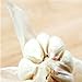100 pc / sacchetto di sterilizzazione semi di ortaggi Giant Aglio Cina verde cipolla Semi Tasty Leek grande vaso Cipolla Giardino Bonsai giallo pianta nuovo 2024