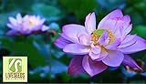 foto Liveseeds - Ciotola di loto / acqua giglio di fiori di semi / bonsai semi di loto / stagni / colore viola / 5 semi, miglior prezzo EUR 3,45, bestseller 2024