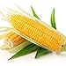 Portal Cool I semi vegetali di mais Delicatezza Zucchero gigante Organic Heirloom russa Ucraina nuovo 2024