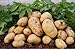Pinkdose 100pcs Giant & amp; I semi di patate viola anti-rughe Nutrizione verde vegetale per il giardino domestico di semina di piante di patate giardino rare: 6 nuovo 2024