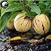 Comprare semi di melone Melanzana frutta 30pcs impianto Ginseng Fruit pepino Aiton nuovo 2024