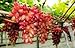 Pinkdose Semi d'uva, Arcobaleno anziani Cortile piante, semi delizioso frutto, 100 particelle/bag: 6 nuovo 2024