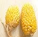 Go Garden Fd950 Ananas - Semi di Mais per Verdure, Popcorn, biologici, Non-Gm, 10 pz nuovo 2024