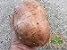 Perdita di promozione! semi di patata dolce, Batata Mameya di Prorganics 20pcs nuovo 2024