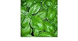 foto BASILICO GENOVESE 270 SEMI foglia larga PESTO LIGURE Basil pianta erba aromatica, miglior prezzo EUR 2,70, bestseller 2024