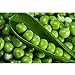 SEMI PLAT FIRM-dolci semi di pisello, piselli, piselli dolci frutta e verdura resistenti pianta in vaso verdura biologica 10 semi/pacchetto nuovo 2024