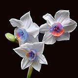 foto Ncient 100 Semi Sementi Narciso Daffodil 11 Colori Semi di Fiori Rari Profumati per Orto Giardino Balcone Interni ed Esterni, miglior prezzo EUR 1,99, bestseller 2024