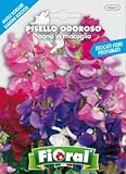 foto Sementi da fiore di qualità in bustina per uso amatoriale (PISELLO ODOROSO NANO IN MISCUGLIO), miglior prezzo , bestseller 2024