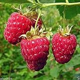 foto Shoppy Star: Shoppy Stella: 25 Seeds: Lampone impianto semi-Rubus Idaeus- cespuglio di frutta - Giant dolce rosso brillante bacche (25 Seeds), miglior prezzo , bestseller 2024