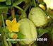 SEMI PLAT FIRM-2016New cimelio organici limone Cetriolo Semi - Semi di verdure 50pcs nuovo 2024