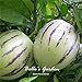 Semi 20pcs Pepino Semi pepino melone pera giardino domestico di DIY BonsaïPianta nuovo 2024