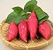 Pinkdose 100pcs / bag dolci semi di patate Verdura semi freschi di frutta verdura e alimentari Forniture da giardino piante bonsai per il giardino di casa: 1 nuovo 2024