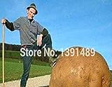 foto PLAT firm-SEMI gigante patata dolce Seeds Salute Antirughe nutrizione Verde Verdura seme per il giardino domestico 50Pcs / Bag, miglior prezzo EUR 15,89, bestseller 2024