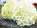 impianto di 10 pezzi di ortensia Paniculata vaniglia Fraise semi fragola ortensia di semi di bonsai in vaso di fiori per il giardino di casa 1 nuovo 2024