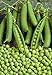 Pinkdose bonsai 20 pc/sacchetto semi di fagiolo Piselli Alpha russo Organic Heirloom semi di verdure per la semina giardino di casa nuovo 2024