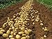 Bloom Green Co. 100pcs Giant & amp; I semi di patate viola anti-rughe Nutrizione verde vegetale per il giardino domestico di semina di piante di patate giardino rare: 4 nuovo 2024