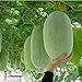 Pinkdose Quattro stagioni Grandi semi di melone d'inverno in vaso bonsai balcone piante frutta verdura per fai da te a casa & amp; giardino, facile da coltivare 10seeds nuovo 2024