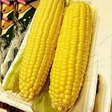 foto Auntwhale Super Sweet Corn Seeds 50G Installato, miglior prezzo EUR 12,99, bestseller 2024