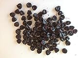foto 20 semi di mais nero Piante semi di ortaggi frutta Seeds, miglior prezzo EUR 3,50, bestseller 2024