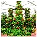 100pcs / confezione gigante di fragola fragola scalare big red piante semi a casa garden nuovo 2024