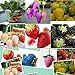 1500 semi 15 tipi di semi di fragola nero, bianco, giallo, blu, rosso, giganti, arancio, pruple, verde giardino piante da frutto liberano la nave nuovo 2024