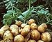 Pinkdose Rare semi Gaint patate non-OGM semi di frutta verdura Nutrizione verde cibo impianto esterno un regalo per giardino di casa 100 pc/bag: 4 nuovo 2024