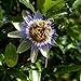 I semi di fiore della passione blu - Passiflora caerulea nuovo 2024