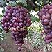Pinkdose 50 pezzi semi d'uva cinesi semi d'uva di frutta a basso costo molto dolce facile crescere i semi della frutta per la semina giardino di casa nuovo 2024