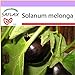 PLAT firm-SEMI SAFLAX - Melanzana - 20 semi - Solanum melonga nuovo 2024