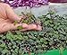 Microgreens - Cavolo rosso - foglie giovani dal gusto eccezionale - semi nuovo 2024