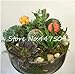 Pinkdose 100 Pz/Borsa Arcobaleno Mini Cactus Bonsai Piante grasse Rare Fioritura Interna Cactus Pianta Ornamenti da Giardino perenni Semillas De Flor: 13 nuovo 2024