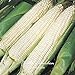 SEMI PLAT firm-20pcs regina semi ibridi di mais di verdure giardino domestico di DIY BonsaÃ¯Pianta nuovo 2024