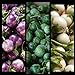 SEMI PLAT FIRM- (400) commestibili semi di verdure asiatica rotonda bianco, viola Thai melanzana (Solanum Melongena) da Kitchenseeds nuovo 2024