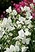 Fiore - Pisello Odoroso - Mammuth Bianco - 60 Semi nuovo 2024