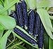 Shoppy Star: Seed Savers Exchange 1193 un'impollinazione di mais, nero Aztec, 50 Bustina di semi nuovo 2024
