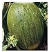 90 C.ca Semi Melone Valenciano Temprano - Cucumis Melo In Confezione Originale Prodotto in Italia - Meloni valenciani nuovo 2024