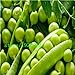 Pinkdose semina il trasporto libero pisello dolce, semi di pisello, semi vegetali resistenti - 10 particelle Seed: Bianco nuovo 2024