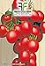 520 C.ca Semi Pomodoro A Grappoli D'Inverno Sel - Galatino - Solanum Lycopersicum In Confezione Originale Prodotto in Italia - Pomodori nuovo 2024