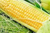 foto Pinkdose 100% reali 20 gialli semi di mais dolce NO-OGM ortaggio seme per il giardino domestico, miglior prezzo , bestseller 2024
