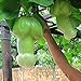 Ncient 30 Semi Sementi di Zucca Vegetale Organico Melone Raro Semi di Verdura Ortaggio per Orto Giardino Balcone Interni ed Esterni nuovo 2024