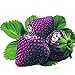 Ncient 50/100 Semi Sementi di Fragola Multicolore Strawberry Semi di Frutta Fiori Rari Profumati Fiori Piante per Orto Giardino Balcone Interni ed Esterni nuovo 2024